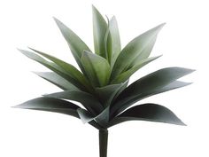 a large green plant in a pot on top of a white surface with no leaves