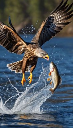 an eagle landing on a fish in the water with it's wings spread out