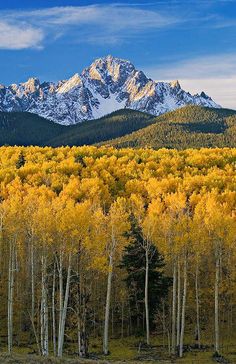 the mountains are covered with snow and yellow trees in front of them is a forest filled with tall, golden aspen trees