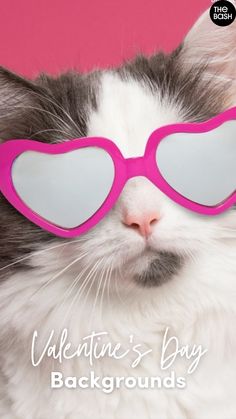 a white and gray cat wearing pink heart shaped glasses with the caption valentine's day background