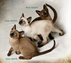 three siamese cats sitting on top of each other and labeled with seal point, seal - point, seal - mink