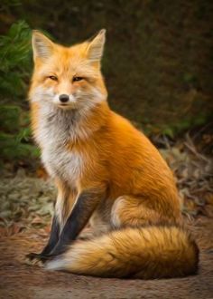 a red fox sitting on the ground with its eyes closed