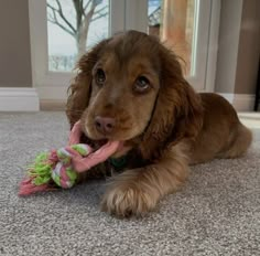 a brown dog laying on the floor with a toy in it's mouth and looking at the camera