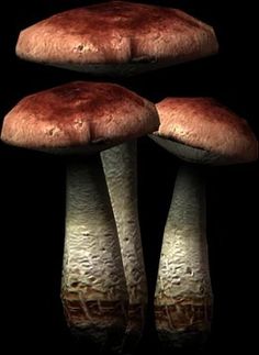 three mushrooms are shown on a black background