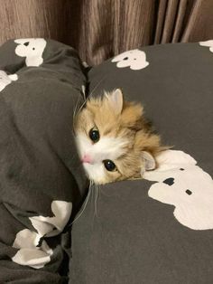 a cat laying on top of a bed covered in blankets