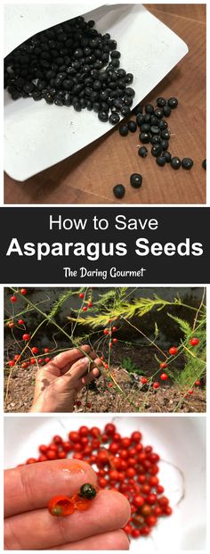 how to save asparagus seeds the daring gourmet