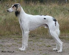 a white and black dog standing on top of a dirt field