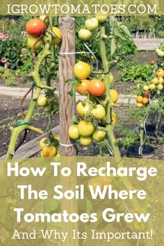 how to recharge the soil where tomatoes grow and why it's important