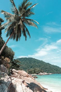 a palm tree on the shore of a tropical beach