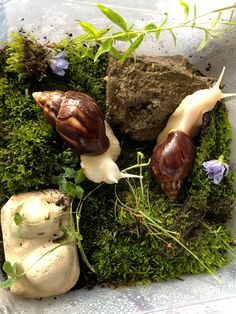 three snails are sitting on moss in a plastic container with rocks and flowers around them