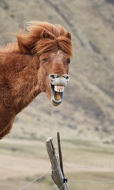 a horse with its mouth open and it's tongue out, saying smile it's friday