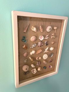 there is a shadow box with shells in it on the wall next to a blue wall