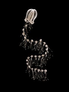 a group of jellyfish floating in the air together on a black background with their tails curled up