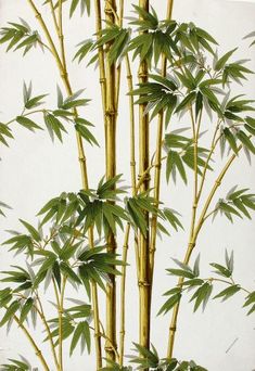 a tall bamboo tree with lots of green leaves