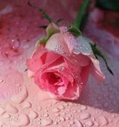 a pink rose with water droplets on it's petals and the words season written below