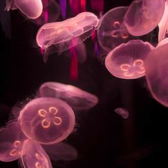 many jellyfish are floating in the water