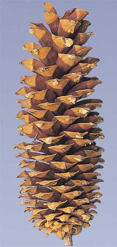 a large pine cone hanging from the side of a tall tree branch in front of a blue sky