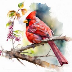 a watercolor painting of a cardinal perched on a branch with berries in the background