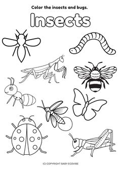 insects and bugs coloring pages for kids to color in with the text, color the insects and