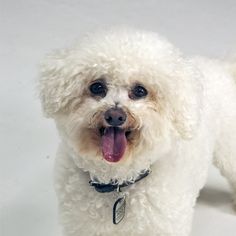 a small white dog standing on top of a white floor with its tongue hanging out