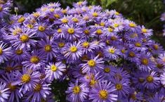 purple flowers with yellow centers in the middle