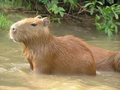 a close up of a capybara in the water