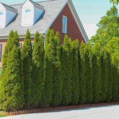 a house behind a tall hedge in front of it