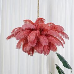 pink feathers hang from a chandelier in front of curtains