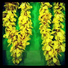 some very pretty yellow flowers hanging from the ceiling