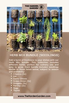 seedlings are growing in plastic containers on the ground, with text describing how to grow them