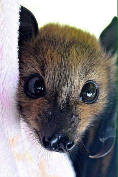 a small brown and black animal with big eyes