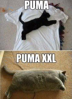 two pictures one with a cat and the other with a t - shirt that says puma xxl