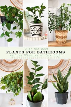 some plants that are sitting on top of a table with the words plants for bathrooms above them