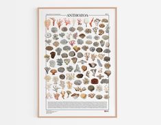 an art print with various sea shells and corals