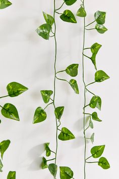 a plant with green leaves hanging from it's side