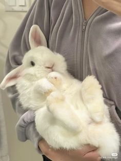 a person holding a white rabbit in their hands