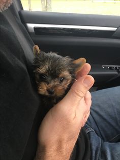 a man holding a small dog in his lap while sitting in the back seat of a car