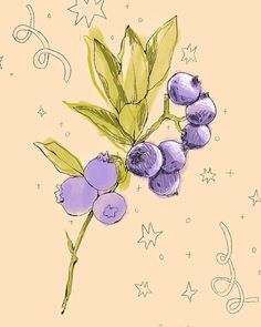 a drawing of blueberries on a branch with stars