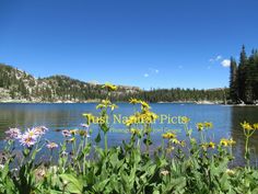 wildflowers grow in the foreground near a mountain lake