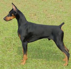 a black and brown dog standing on top of a lush green field