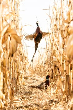 two pheasants are standing in the middle of a corn field, one is flying