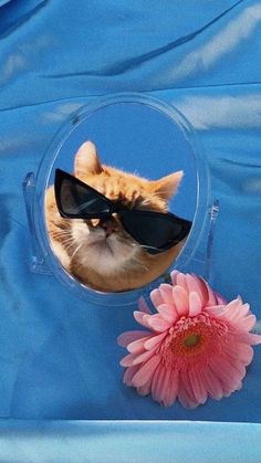 Cat With Sunglasses, Cat Background, Aesthetic Cat