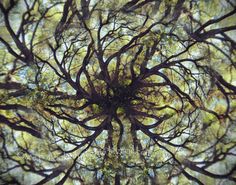 looking up at the tops of trees from below in a circular pattern with focus on the leaves and branches