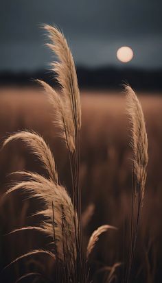 the grass is blowing in the wind at sunset