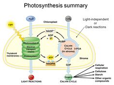 a diagram of photosyntheism and its effects on the human body, including light - independent or dark reactions