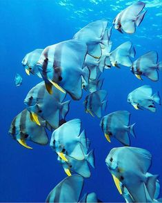 a large group of fish swimming in the ocean