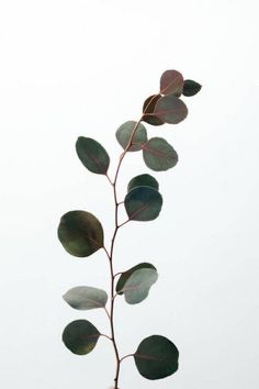 a plant with green leaves is shown against a white background