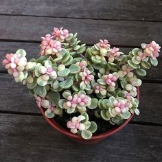 small pink and white flowers in a pot on a wooden table, close to the ground