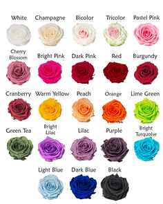 different colors of roses are shown in this chart