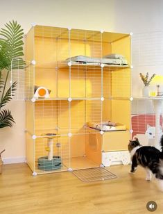 a black and white cat standing in front of a yellow shelving unit